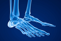 Bones and Muscles in the Feet